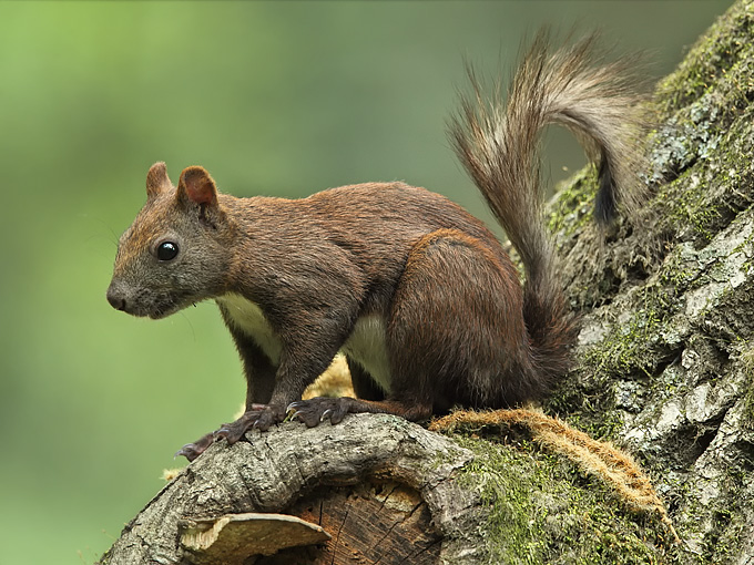 Red Squirrel