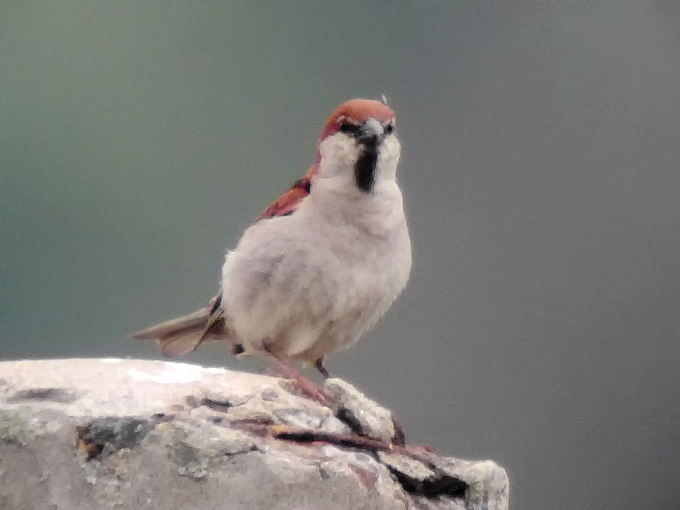 Russet Sparrow