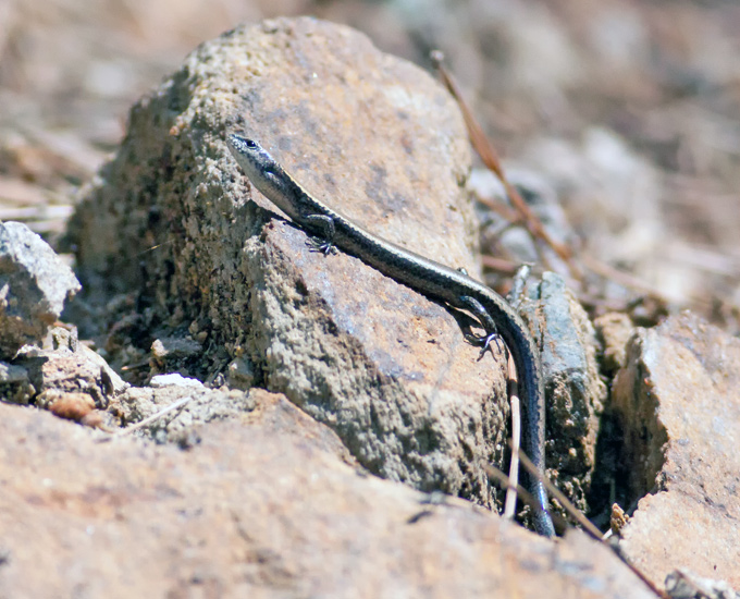 Tsushima Smooth Skink