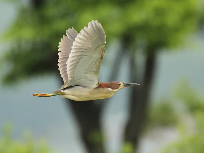 Von Schrenck's Bittern