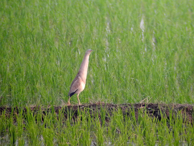 Yellow Bittern
