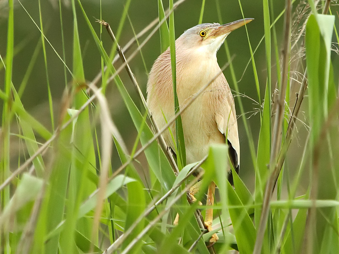 Yellow Bittern