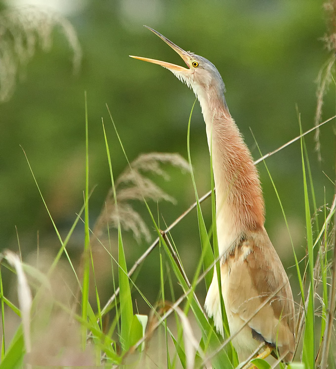 Yellow Bittern