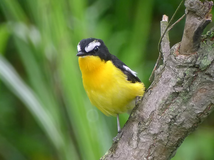 Yellow-rumped Flycatcher