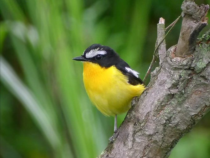 Yellow-rumped Flycatcher