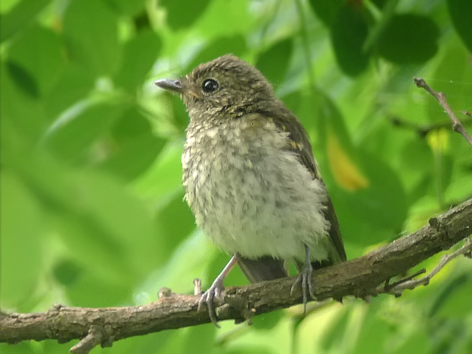 Yellow-rumped Flycatcher