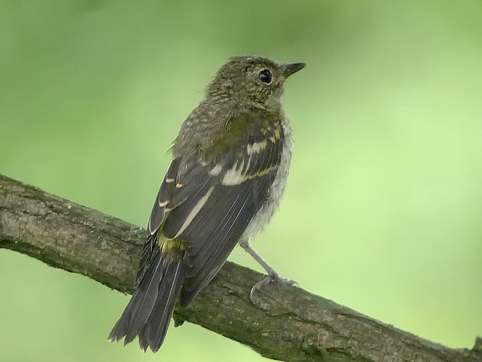 Yellow-rumped Flycatcher