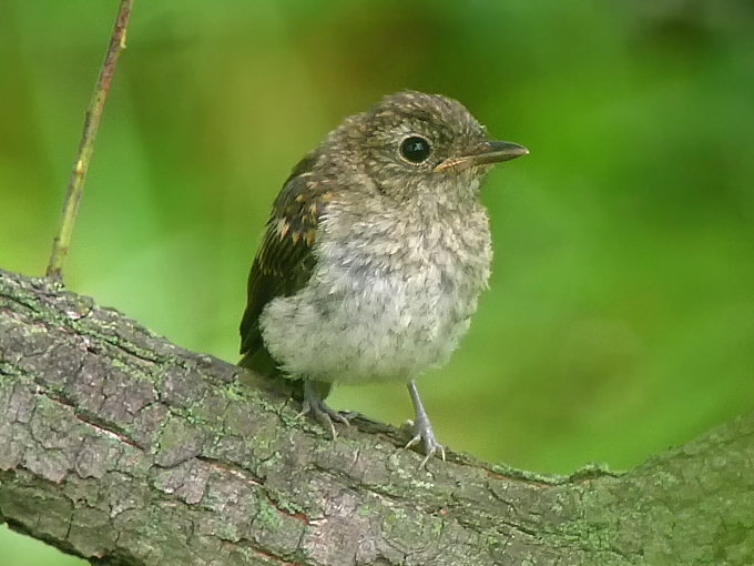 Yellow-rumped Flycatcher