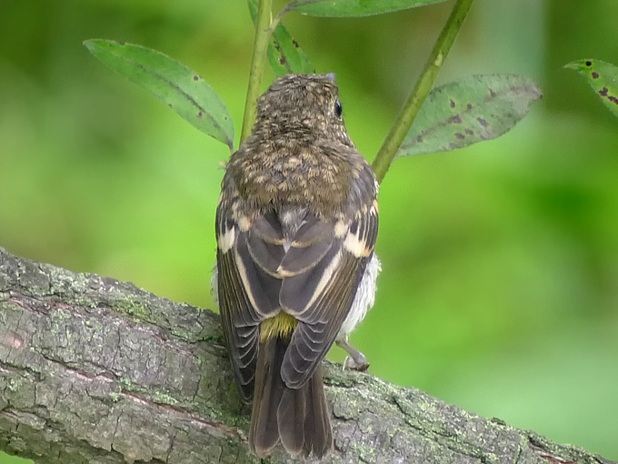 Yellow-rumped Flycatcher