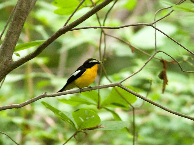 Yellow-rumped Flycatcher