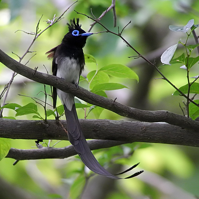 Black Paradise Flycatcher