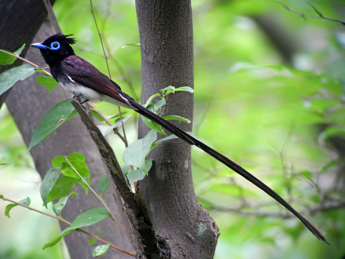 Black Paradise Flycatcher