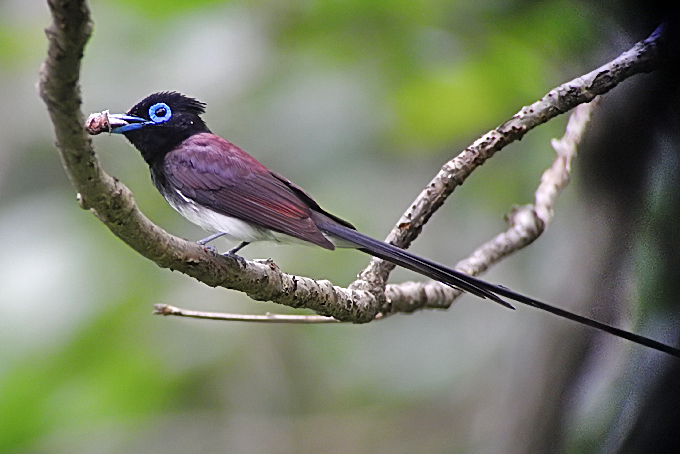 Black Paradise Flycatcher
