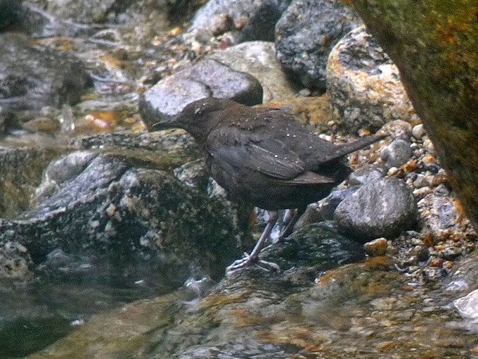 Brown Dipper