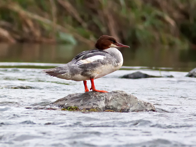 Common Merganser