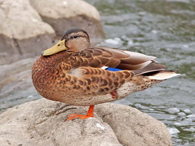 Mallard