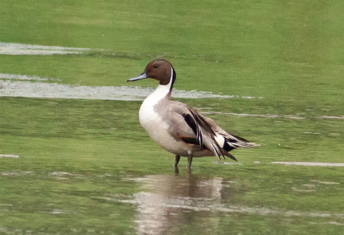 Northern Pintail