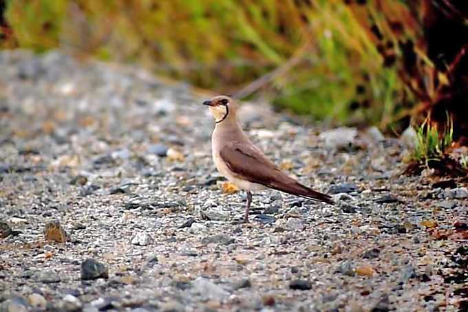 Oriental Pratincole