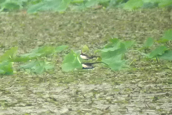Pheasant-tailed Jacana