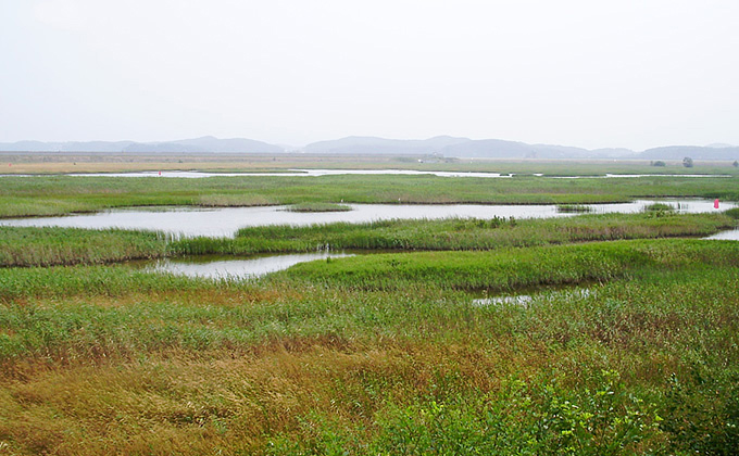 Picture A: Wetland, August 2013