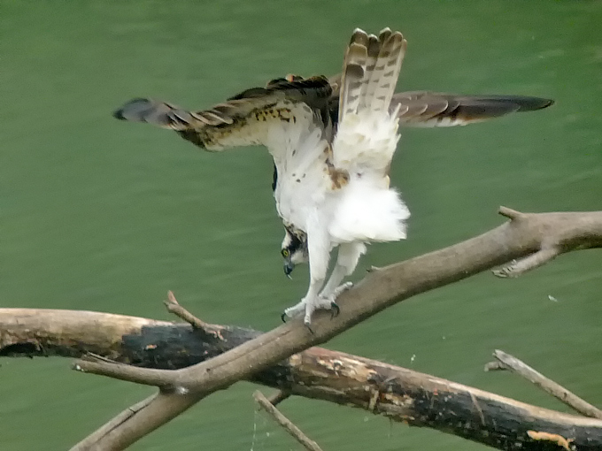 Western Osprey