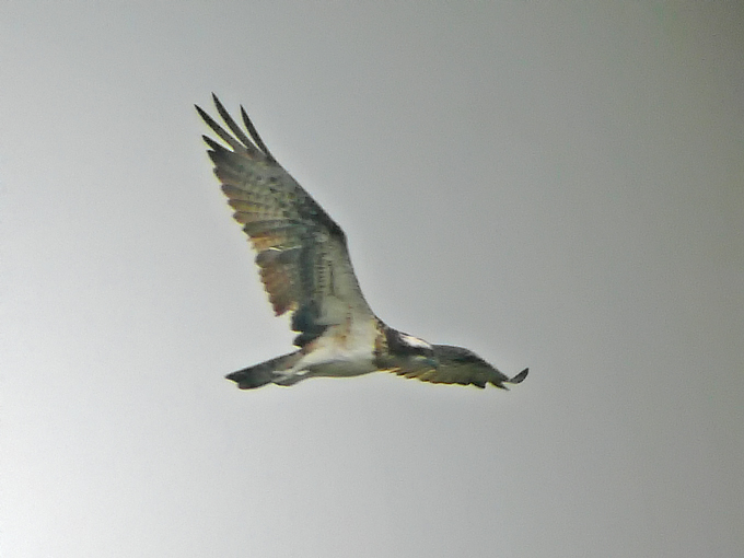 Western Osprey