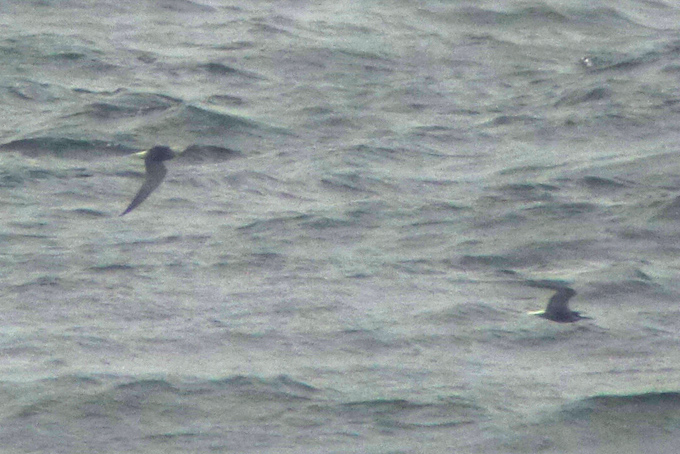 Aleutian Tern