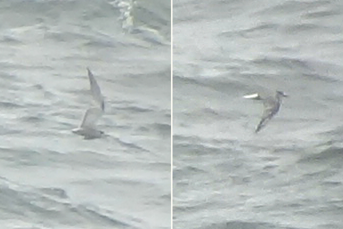Aleutian Tern