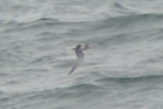 Aleutian Tern