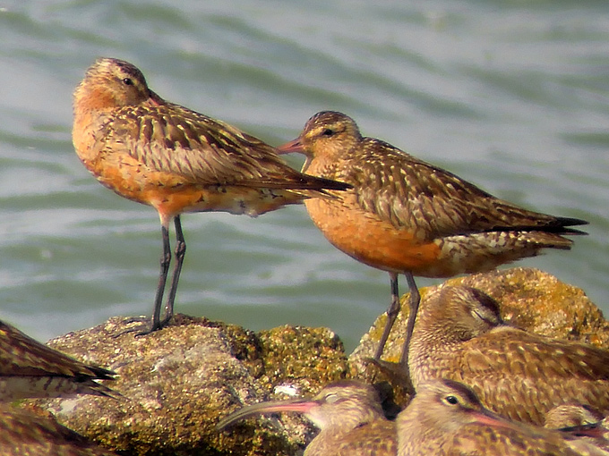 Bar-tailed Godwit