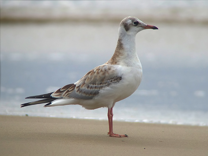 Black-headed Gull