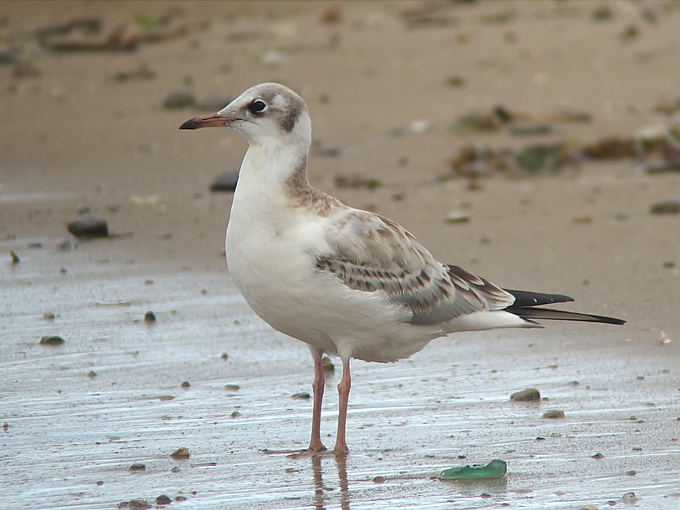 Black-headed Gull