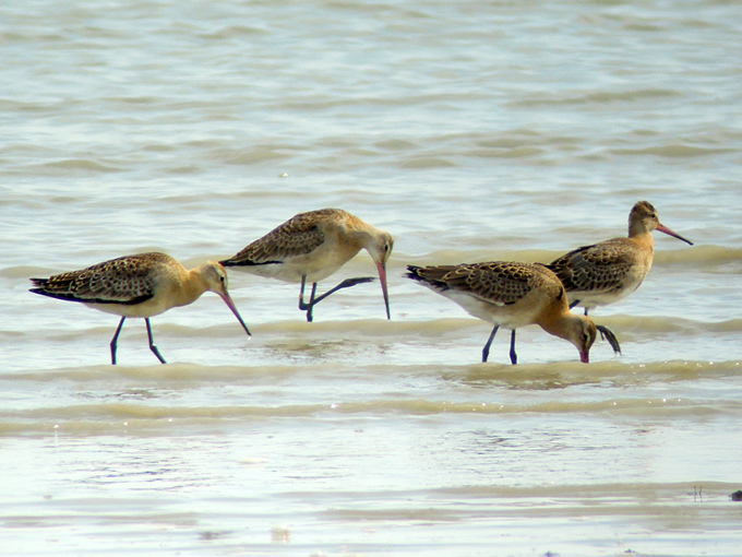 Black-tailed Godwit