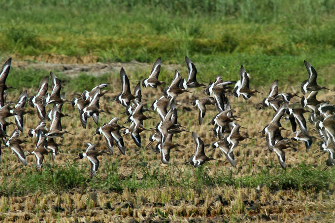 Black-tailed Godwit