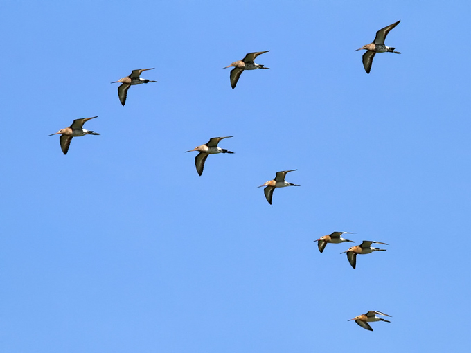 Black-tailed Godwit