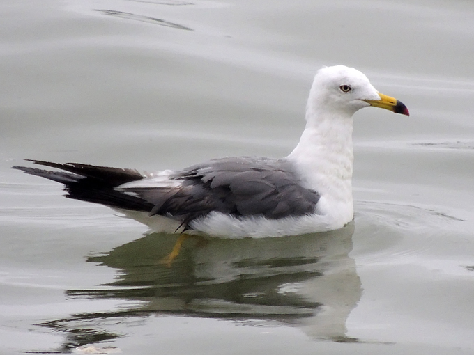 Black-tailed Gull