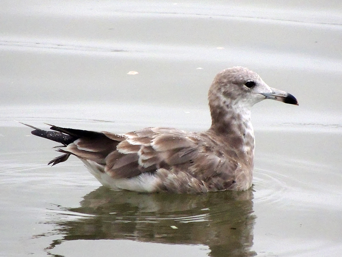 Black-tailed Gull