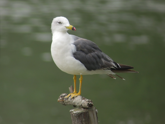 Black-tailed Gull