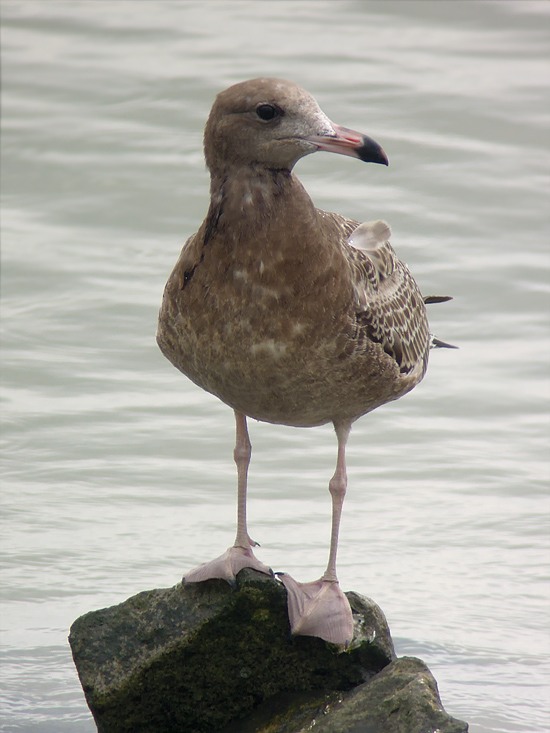 Black-tailed Gull