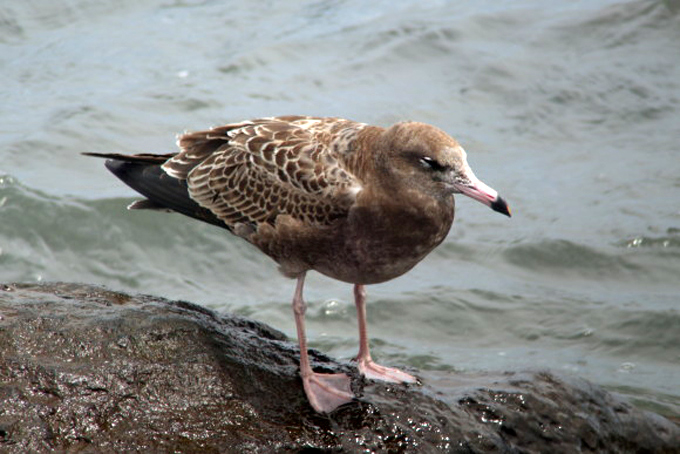 Black-tailed Gull