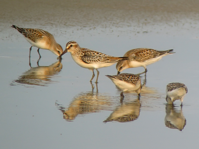 Broad-billed Sandpiper