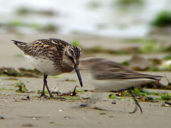 Broad-billed Sandpiper