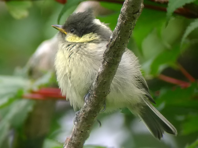 Coal Tit