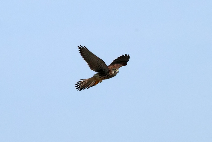 Common Kestrel