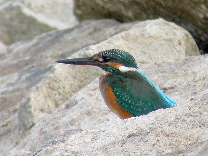 Common Kingfisher