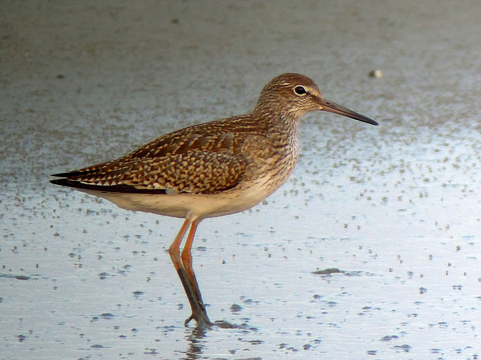 Common Redshank