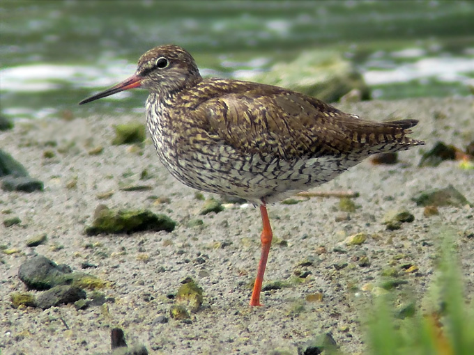 Common Redshank