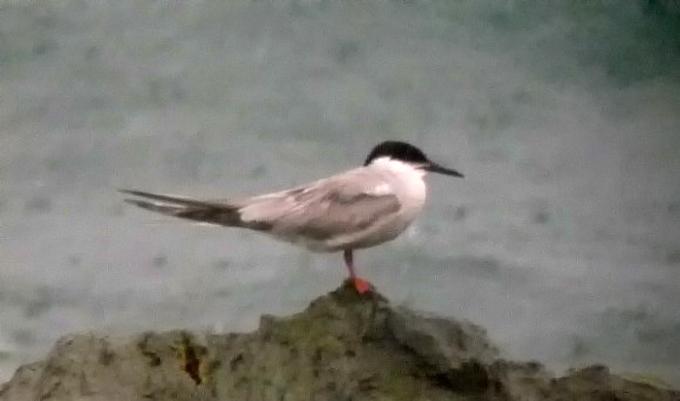 Common Tern