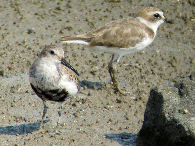 Dunlin