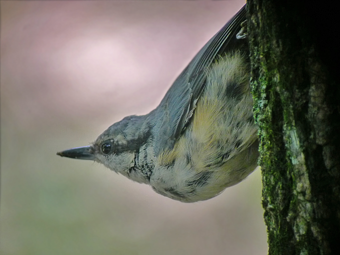 Eurasian Nuthatch